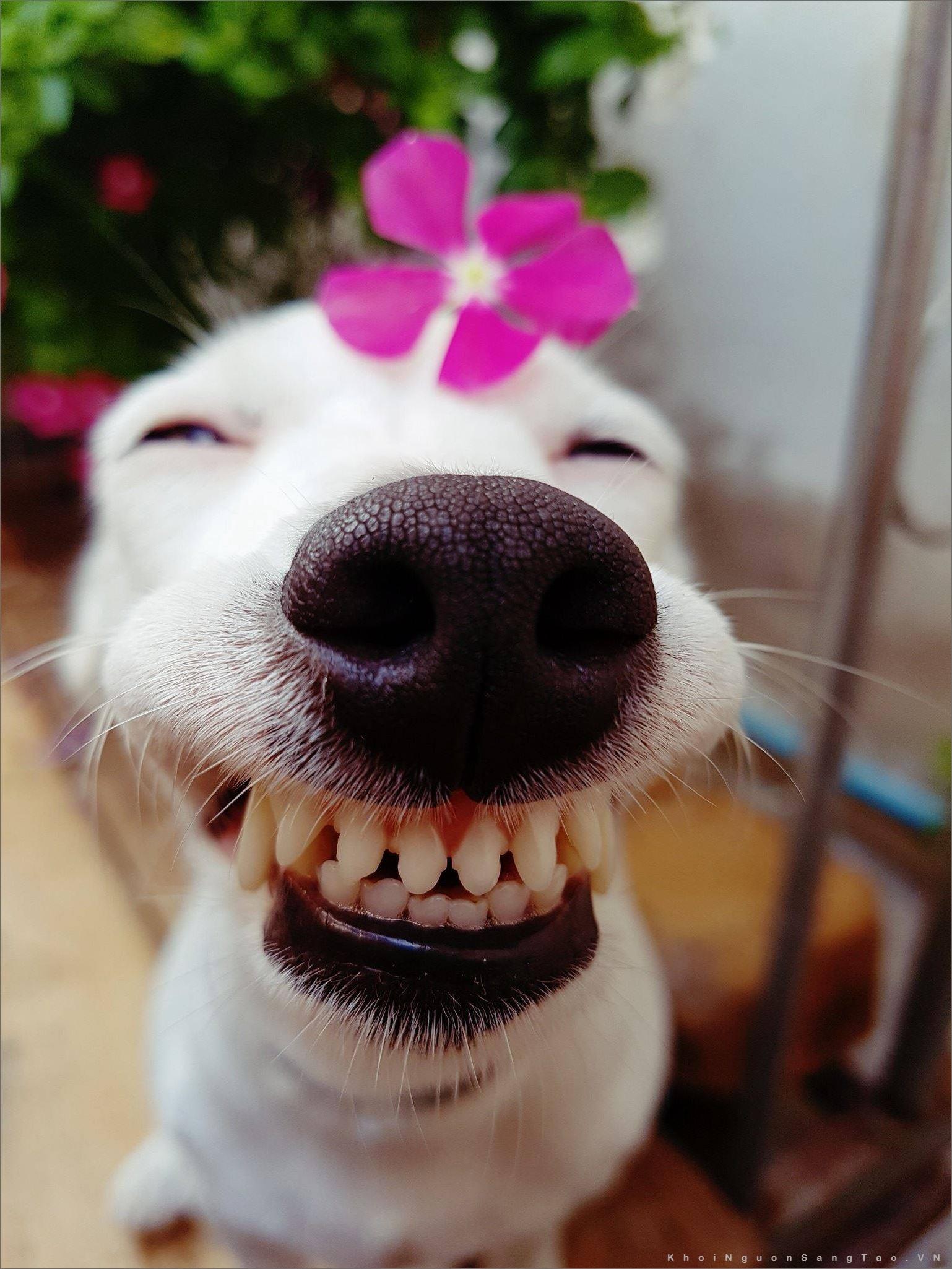 99+ Hình Ảnh Chó Nhe Răng Đẹp, Bựa Troll, Cười Ngoác Mồm