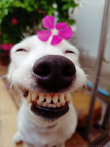 99+ Hình Ảnh Chó Nhe Răng Đẹp, Bựa Troll, Cười Ngoác Mồm