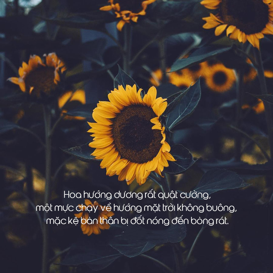 100+ Bức ảnh quotes buồn đẹp nhất