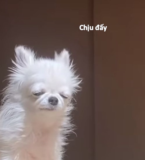 99+ Ảnh meme bất lực đến phát khóc cực sáng tạo