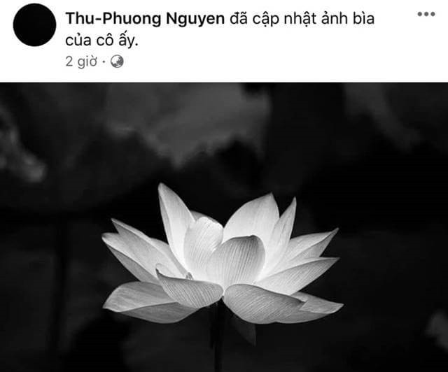 Hoa sen trắng đám tang| Ý nghĩa avatar hoa sen trắng đám tang
