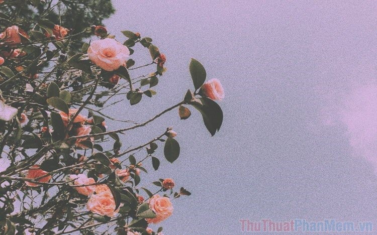 Ảnh chill hoa hồng đẹp nhất