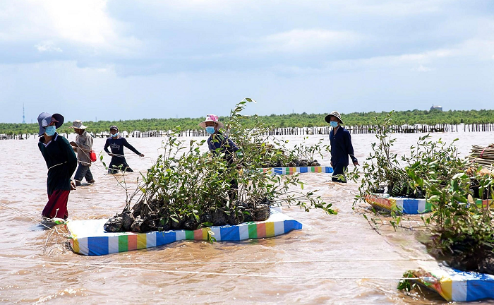 Bảo vệ, khôi phục diện tích rừng phòng hộ ven biển