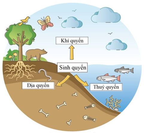Khái quát về sinh quyển và các khu sinh học