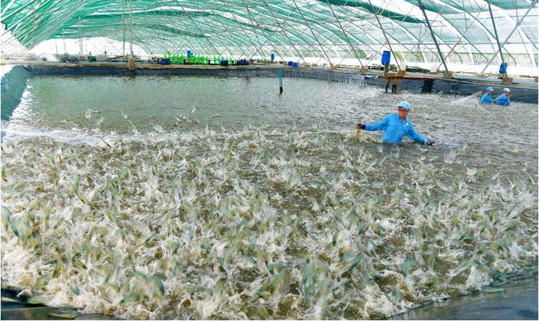 Tổng quan tình hình phát triển ngành thủy sản nước ta hiện nay