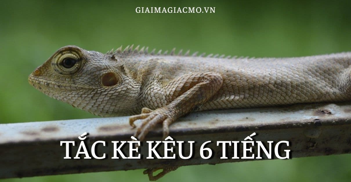 Tắc Kè Kêu 4 Tiếng Hên Hay Xui, Tốt Hay Xấu [Điềm Gì]