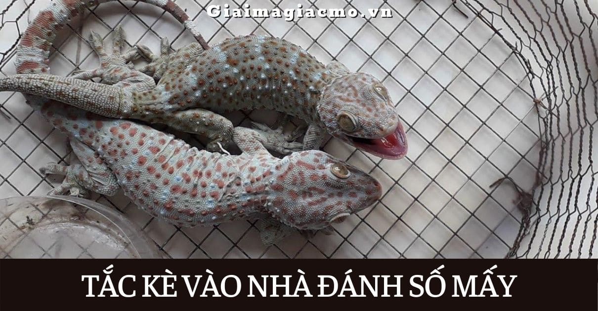 Tắc Kè Kêu 4 Tiếng Hên Hay Xui, Tốt Hay Xấu [Điềm Gì]