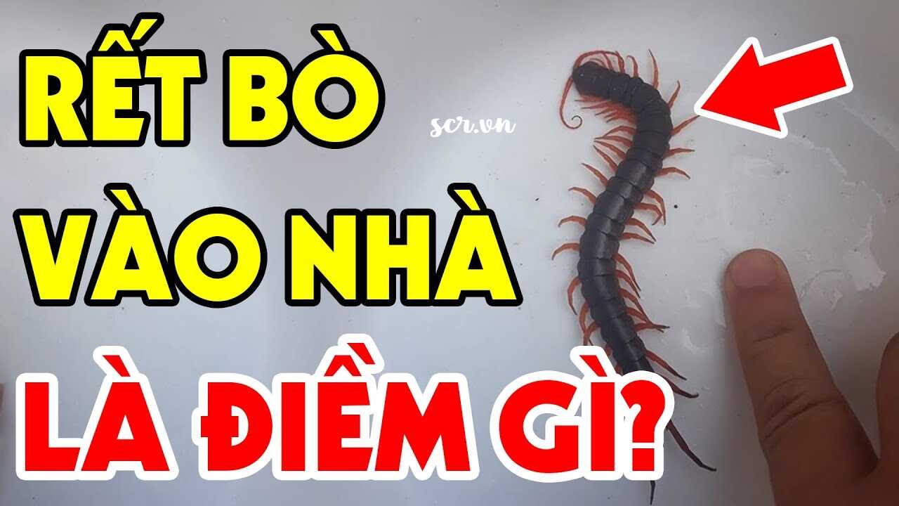 Bị Rết Cắn Đánh Số Mấy, Điềm Gì (Số Con Rết Chính Xác 99.9%)