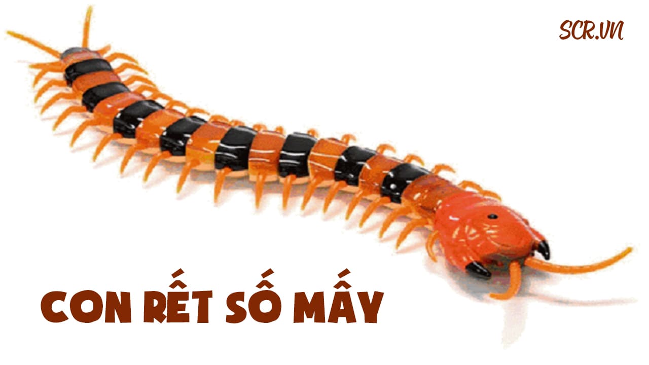 Bị Rết Cắn Đánh Số Mấy, Điềm Gì (Số Con Rết Chính Xác 99.9%)