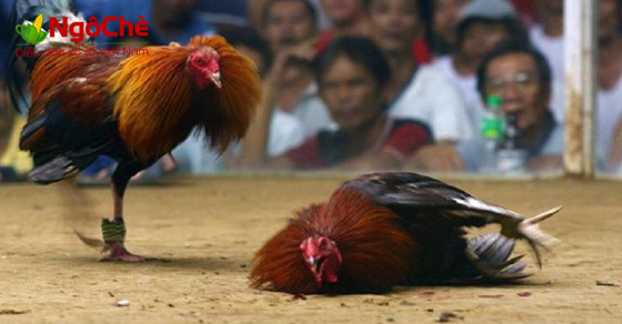 Ngủ mơ thấy con gà chết đánh số gì - Mơ thấy gà chết có ý nghĩa gì