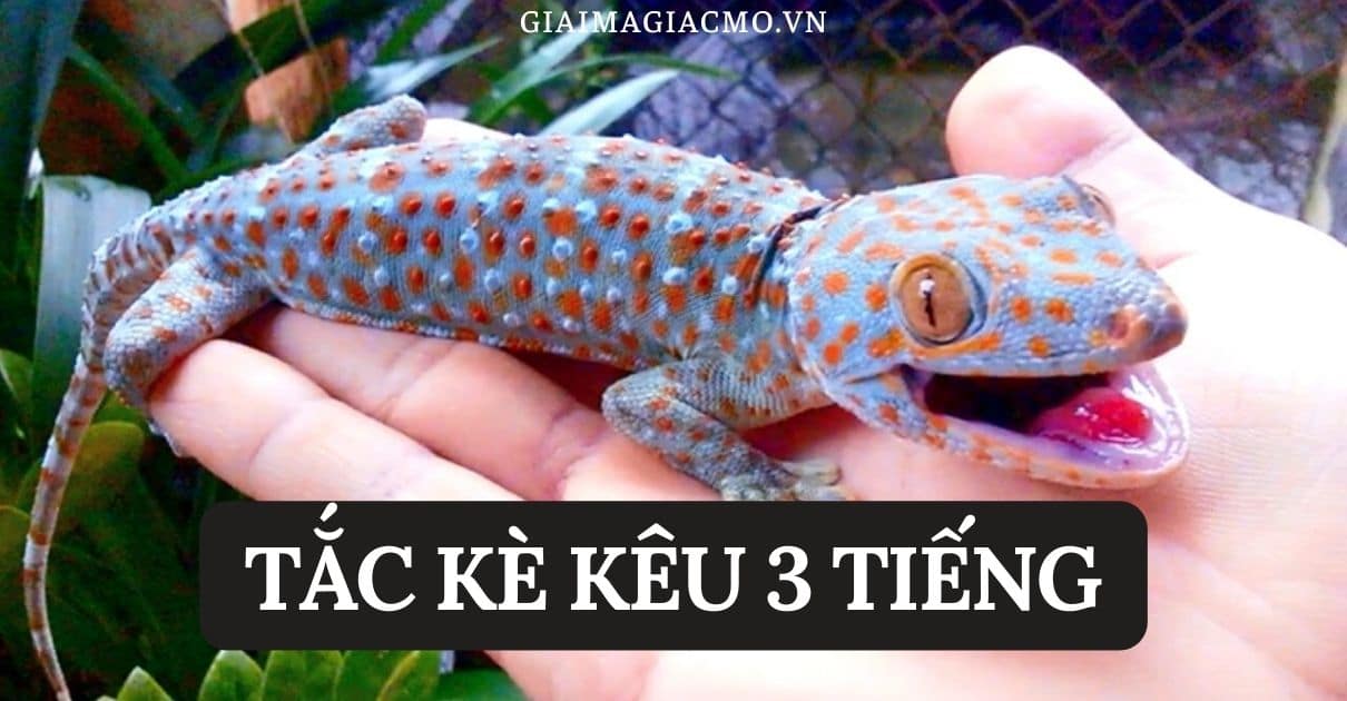 Tắc Kè Kêu 4 Tiếng Hên Hay Xui, Tốt Hay Xấu [Điềm Gì]