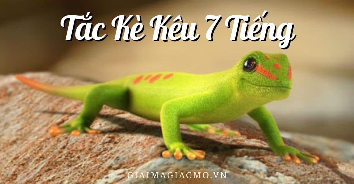 Tắc Kè Kêu 4 Tiếng Hên Hay Xui, Tốt Hay Xấu [Điềm Gì]