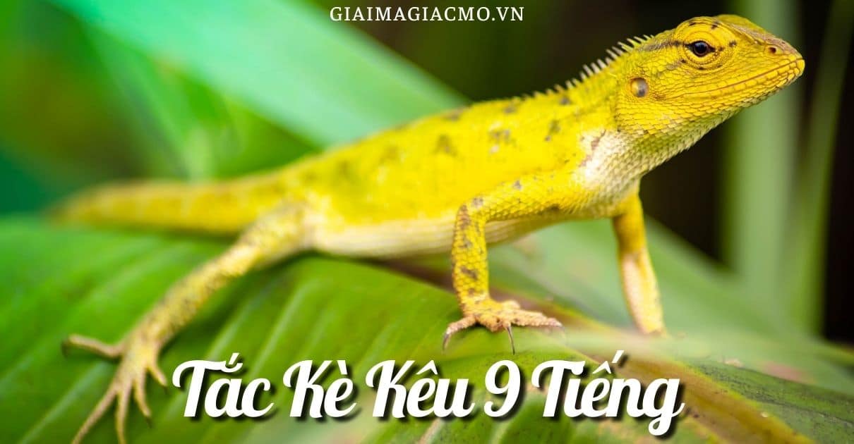 Tắc Kè Kêu 4 Tiếng Hên Hay Xui, Tốt Hay Xấu [Điềm Gì]