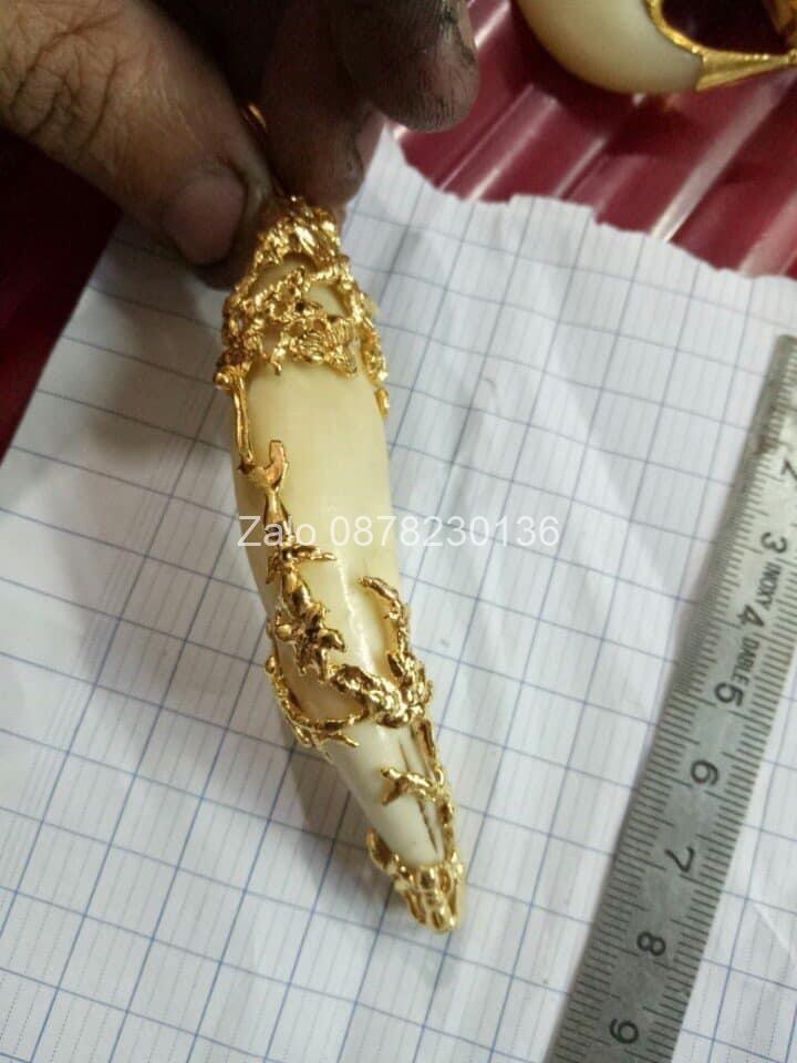 Nanh hổ xưa bọc vàng 18k TÙNG CÚC TRÚC MAI độc đáo