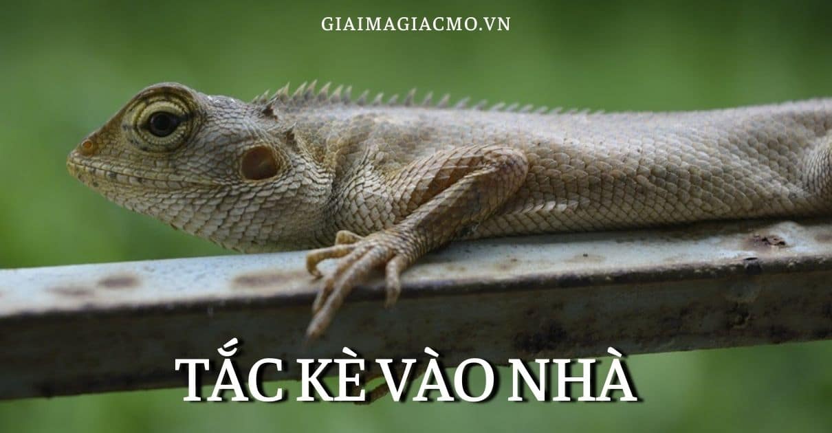 Tắc Kè Kêu 4 Tiếng Hên Hay Xui, Tốt Hay Xấu [Điềm Gì]