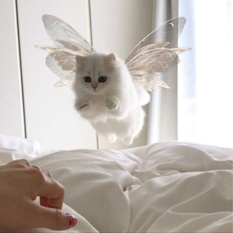 Trọn bộ ảnh Meme Mèo hài hước - Cat Meme bựa nhất (hình gốc)
