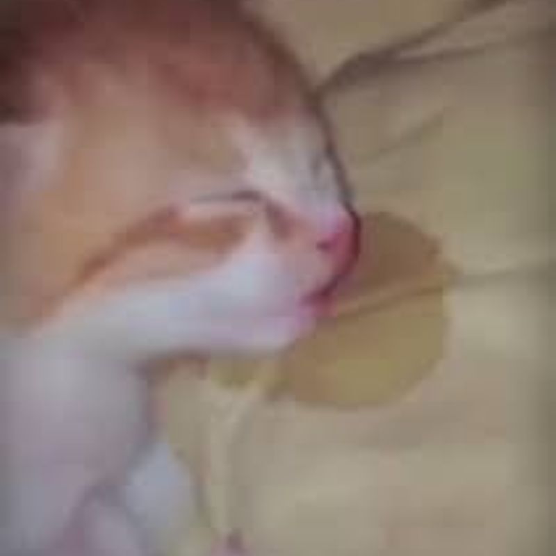Trọn bộ ảnh Meme Mèo hài hước - Cat Meme bựa nhất (hình gốc)