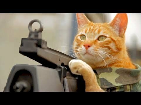 LƯU NGAY 111+ Ảnh Mèo Cầm Súng ĐÁNG YÊU NHẤT THẾ GIỚI
