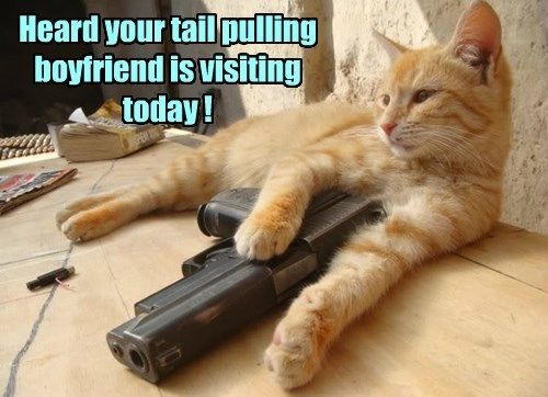 LƯU NGAY 111+ Ảnh Mèo Cầm Súng ĐÁNG YÊU NHẤT THẾ GIỚI