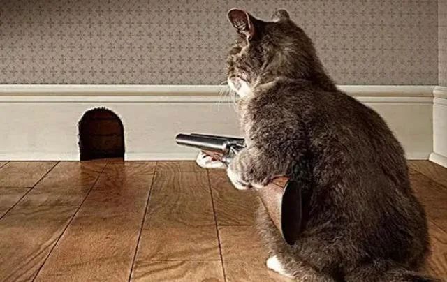 LƯU NGAY 111+ Ảnh Mèo Cầm Súng ĐÁNG YÊU NHẤT THẾ GIỚI