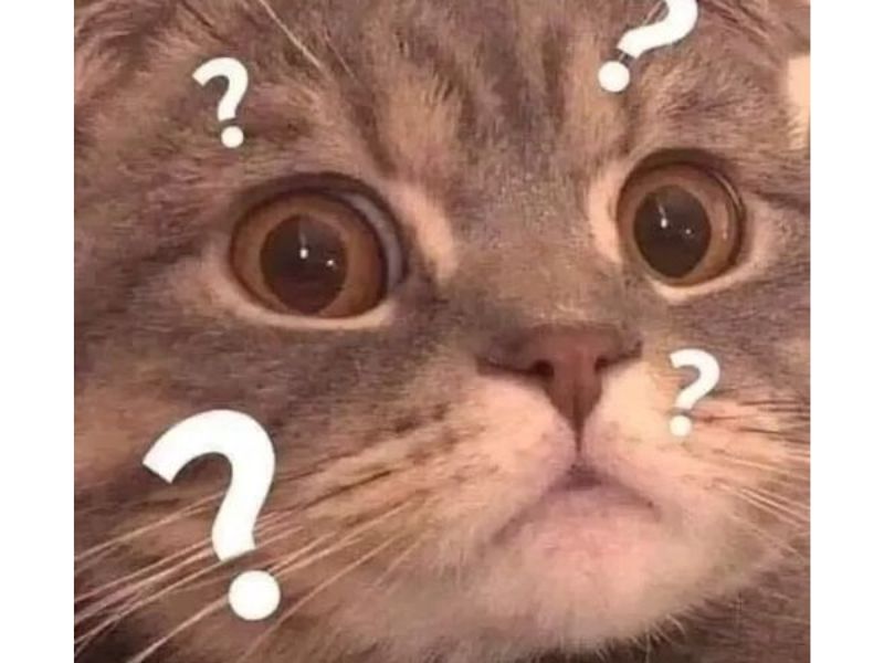 Tổng hợp meme mèo hài bựa, meme mèo cute cực dễ thương