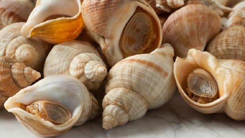 Tổng hợp các cách bảo quản ốc vẫn giữ được độ tươi, ngon