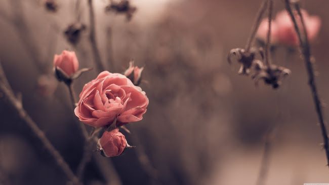 Bức tranh Vintage buồn đẹp nhất