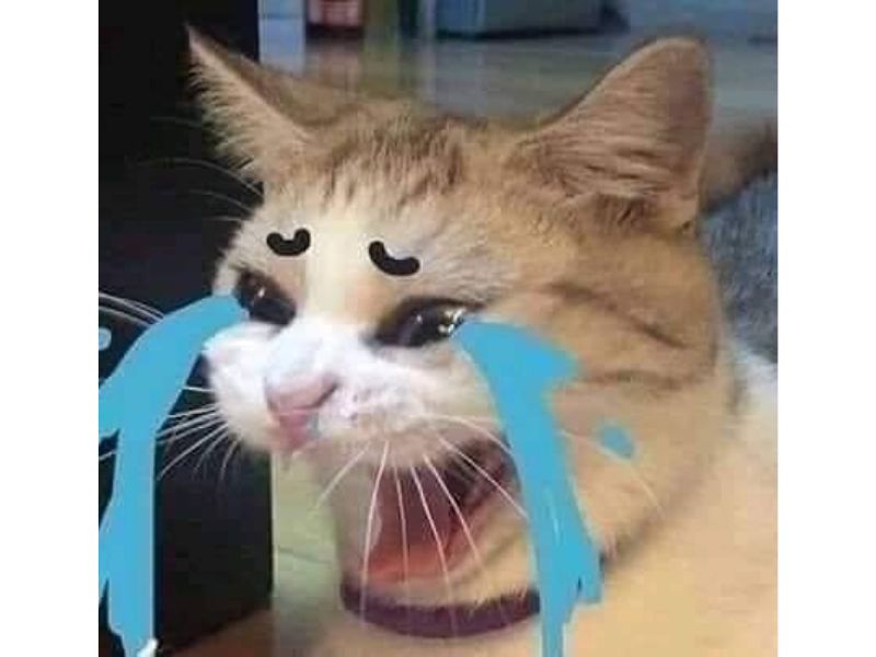 Tổng hợp meme mèo hài bựa, meme mèo cute cực dễ thương