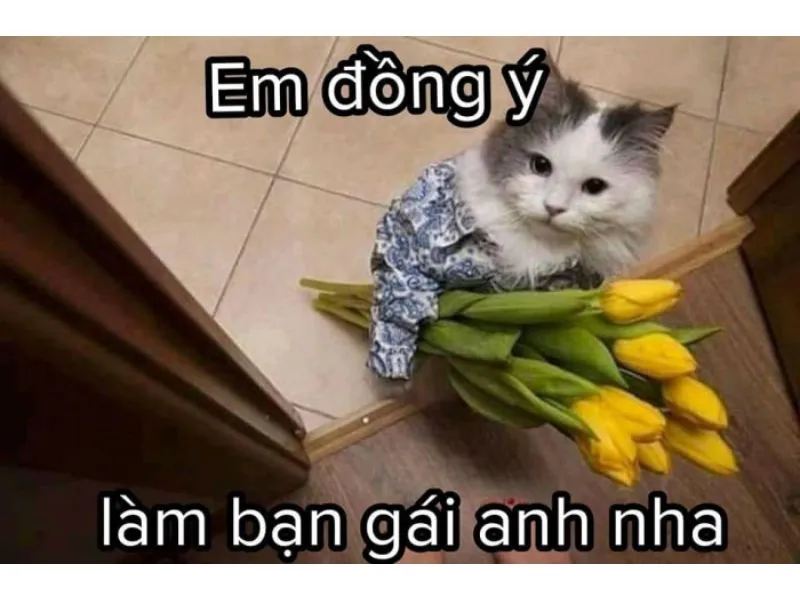 Tổng hợp meme mèo hài bựa, meme mèo cute cực dễ thương