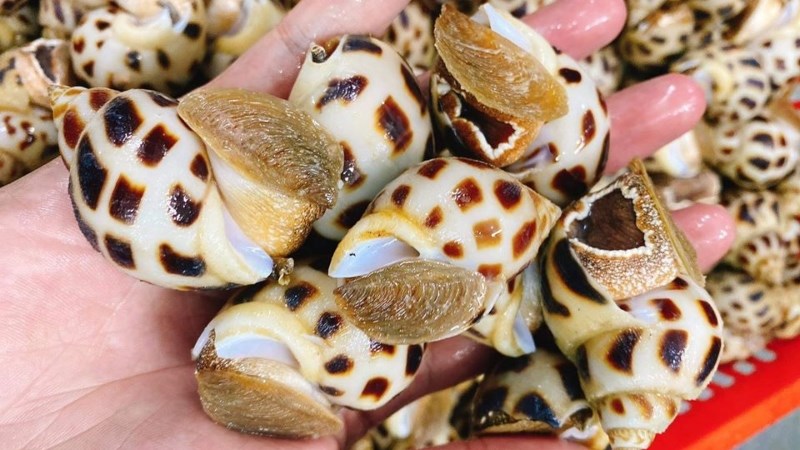 Tổng hợp các cách bảo quản ốc vẫn giữ được độ tươi, ngon