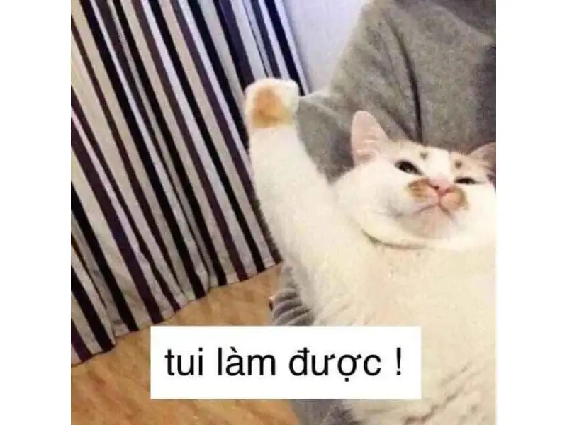 Tổng hợp meme mèo hài bựa, meme mèo cute cực dễ thương