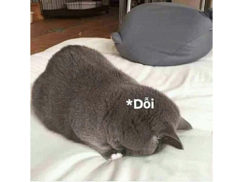Tổng hợp meme mèo hài bựa, meme mèo cute cực dễ thương