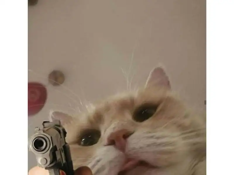 Tổng hợp meme mèo hài bựa, meme mèo cute cực dễ thương