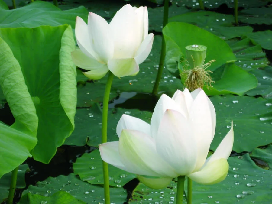 Ý nghĩa hoa sen trắng nền đen? Tại sao lại xuất hiện trong đám tang?