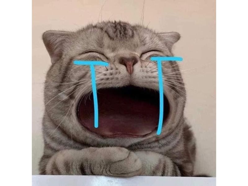 Tổng hợp meme mèo hài bựa, meme mèo cute cực dễ thương