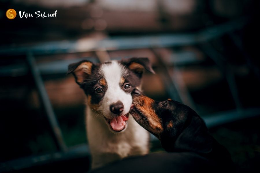 Tác Động Của Tuổi Tuất Trong Lĩnh Vực Kinh Doanh và Hôn Nhân