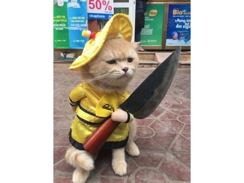 Tổng hợp meme mèo hài bựa, meme mèo cute cực dễ thương