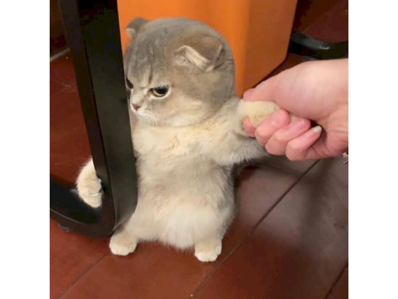 Tổng hợp meme mèo hài bựa, meme mèo cute cực dễ thương