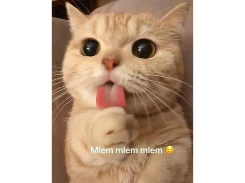 Tổng hợp meme mèo hài bựa, meme mèo cute cực dễ thương