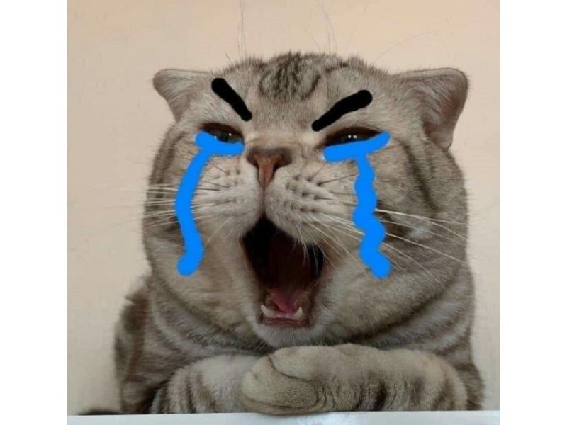 Tổng hợp meme mèo hài bựa, meme mèo cute cực dễ thương