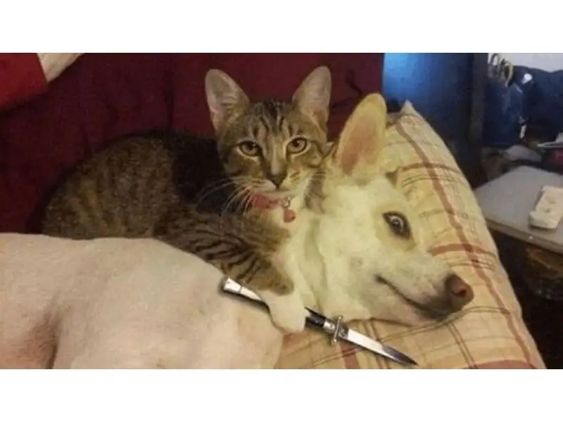 Tổng hợp meme mèo hài bựa, meme mèo cute cực dễ thương
