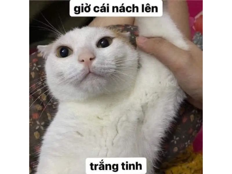 Tổng hợp meme mèo hài bựa, meme mèo cute cực dễ thương
