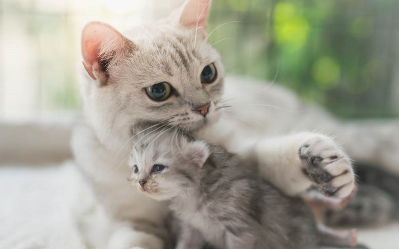 Con mèo sinh năm bao nhiêu? Tính cách và công danh sự nghiệp thế nào?