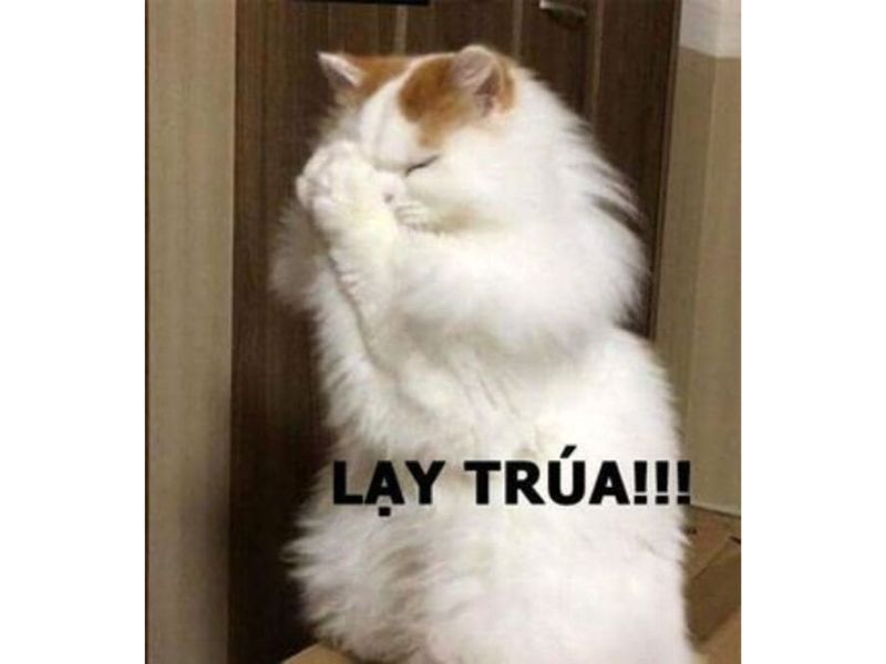 Tổng hợp meme mèo hài bựa, meme mèo cute cực dễ thương