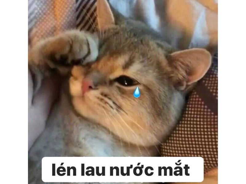 Tổng hợp meme mèo hài bựa, meme mèo cute cực dễ thương