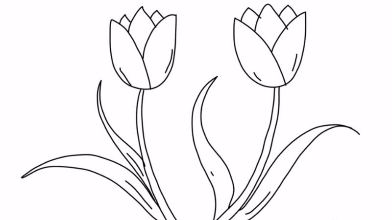 Vẽ hoa tulip ấn tượng nhất, mẫu tranh hoa tulip đẹp dễ vẽ