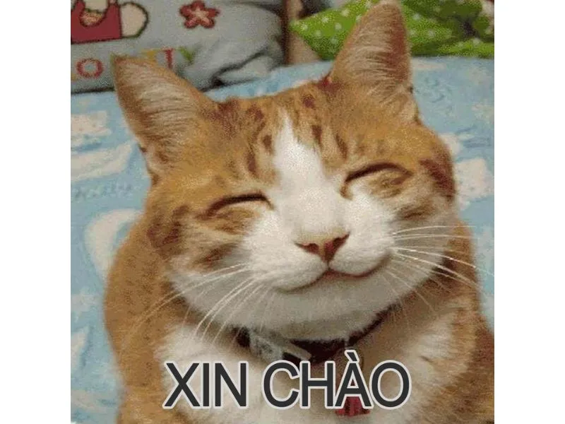 Tổng hợp meme mèo hài bựa, meme mèo cute cực dễ thương