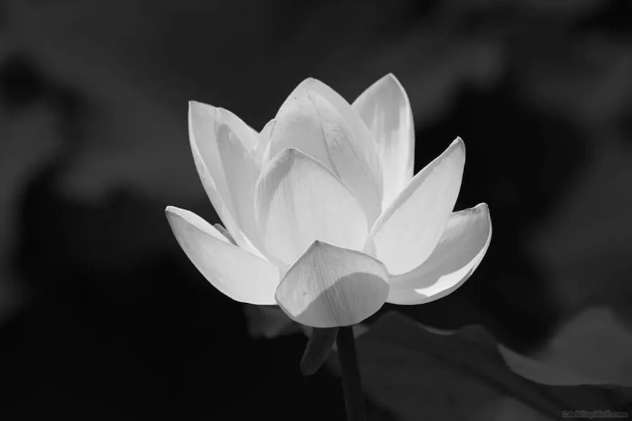 Ý nghĩa hoa sen trắng nền đen? Tại sao lại xuất hiện trong đám tang?
