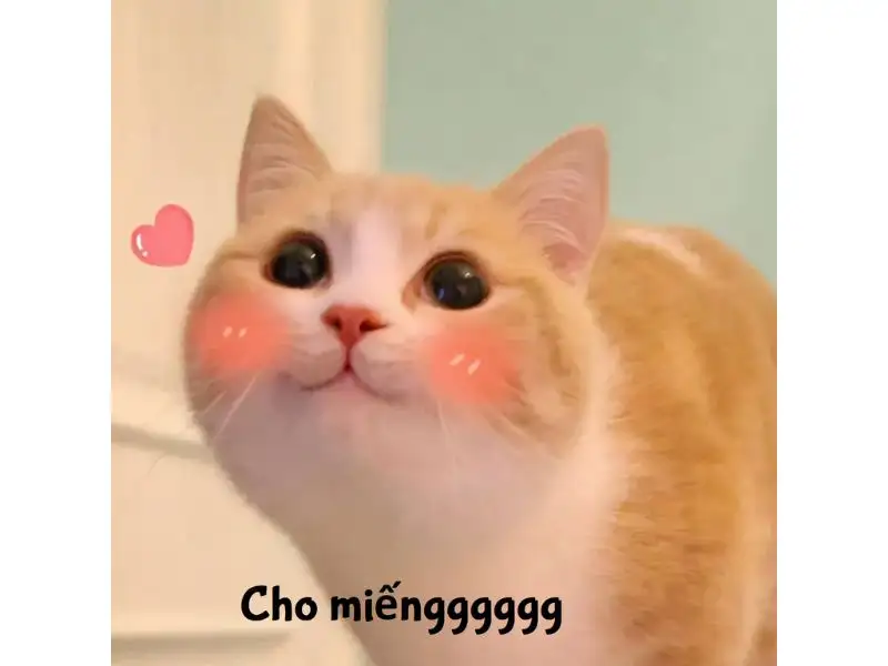 Tổng hợp meme mèo hài bựa, meme mèo cute cực dễ thương
