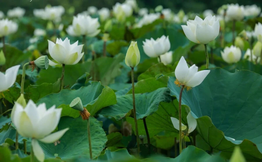 Ý nghĩa hoa sen trắng nền đen? Tại sao lại xuất hiện trong đám tang?